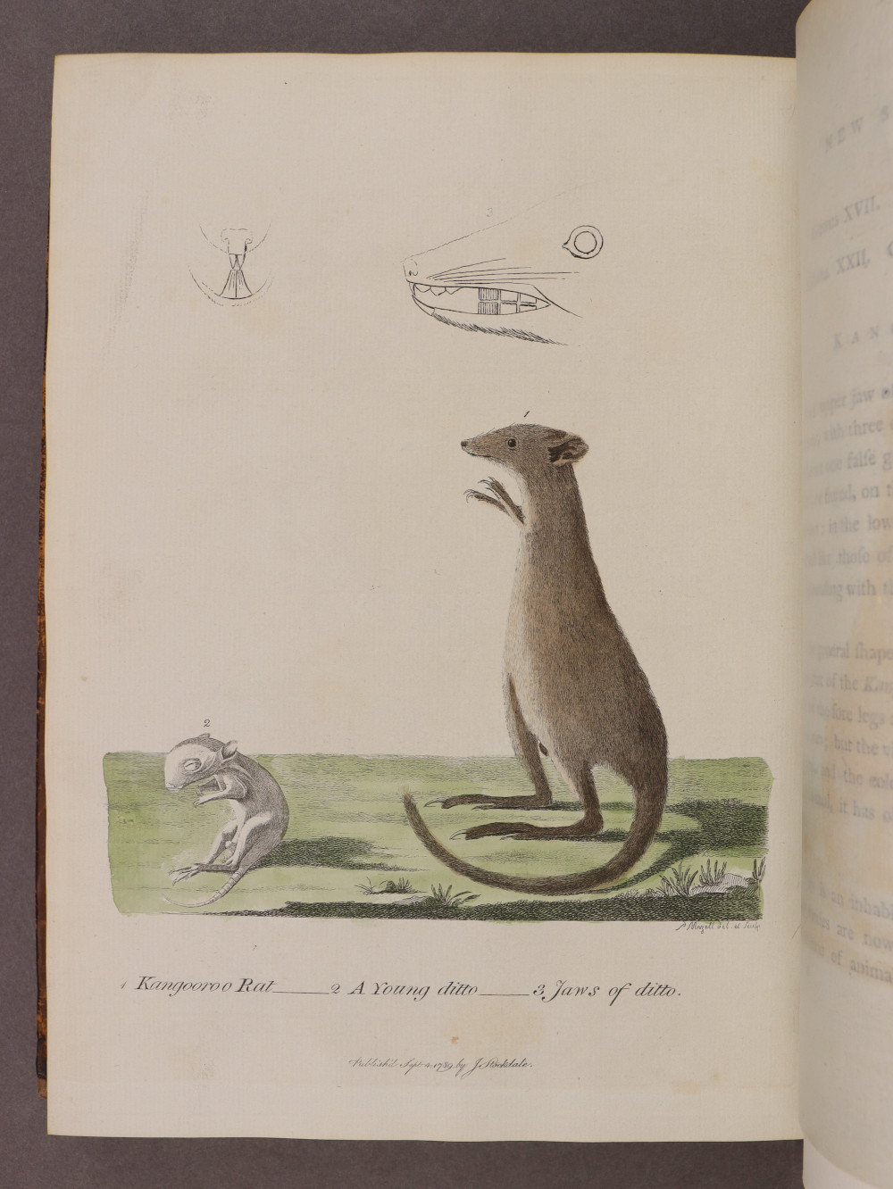 Plate 47